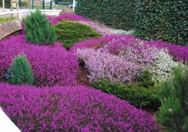 OGROD , JESIEN , RABATA , ROSLINA - WRZOS FOT. LILIANNA SOKOLOWSKA PUBLIKACJA OGRODY NUMER SPECJALNY 1/2011 - 50 SPOSOBOW NA PIEKNY OGROD - 5 2011