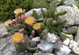 kolczasta gruszka,KAKTUSY to oryginalna ozdoba skalnego ogródka.