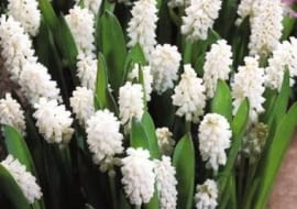 Szafirek Album. Kwiaty cebulowe