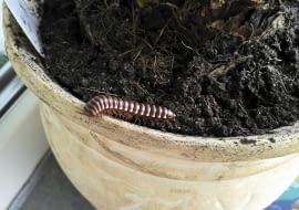 Ten tropikalny gatunek wija przybył w doniczce wraz z kupioną rośliną, ukryty w podłożu.