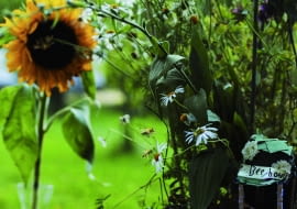 Ogród przyjazdy pszczołom