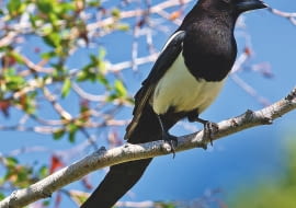 SROKA ZWYCZAJNA to ptak piękny, ale hałaśliwy i niezbyt lubiany.