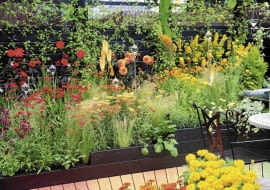 10.07.2008 LONDYN HAMPTON COURD PALACE WYSTAWA KWIATOW I OGRODOW FLOWER SHOW 2008 RABATA , KOMPOZYCJA Z KWIATOW DALII , KRWAWNIKOW , TRYTOMY , JEZOWKI , KROKOSMII ORAZ TRAWY PIORKOWKI ( OSTNICY ) FOT. ARKADIUSZ SCICHOCKI / AGENCJA GAZETA PUBLIKACJA OGRODY NR 11 (127) - 11 2009 SLOWA KLUCZOWE: WYSTAWA OGROD ROSLINA KWIAT KOMPOZYCJA ZDJĘCIE DO WKŁADKI: PUBLIKACJA OGRODY NR 11 (127) - CZASOPISMA