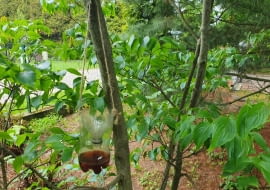 Jak zrobić pułapkę na osy z butelki PET?