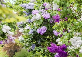 SLOWA KLUCZOWE: KORNIK ARBORETUM lilak syringa pion vertical