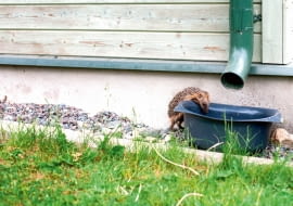 Jeż w ogrodzie pomoże walczyć ze ślimakami, nie pogardzi też larwami owadów