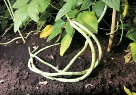 19.08.2008 WARSZAWA POLE DOSWIADCZALNE SGGW WARZYWA DLA MIESIECZNIKA OGRODY