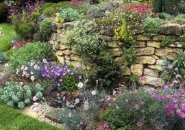 Trockensteinmauer mit Nelken (Dianthus), Fetthenne (Sedum) und Glockenblumen (Campanula) SLOWA KLUCZOWE: Beet Campanula raineri Glockenblume Insubrische Glockenblume Juli Juni Mauer Mauerwerk Nelken Sedum Sommer Stauden Trockensteinmauer Querformat