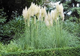 Kortaderia (zwana trawą pampasową) kwitnie jesienią i jest wówczas gwiazdą ogrodów. Ale liście też ma urokliwe