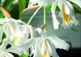 Kapturzyk grzebieniasty tworzy liczne białe, delikatnie pachnące kwiaty. Tylko warżka (dolny płatek) ma żółte plamki.