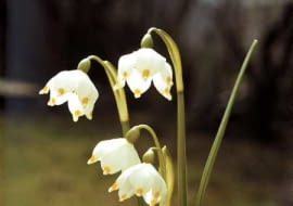 SNIEZYCA WIOSENNA LEUCOJUM VERNUM ROSLINA CEBULOWA ZE SNIEGIEM W NAZWIE WIOSNA