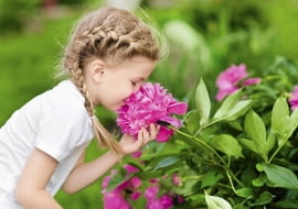 Piwonia lekarska (Paeonia officinalis)