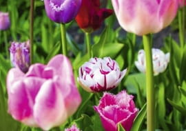 Kwiaty cebulowe. Cebulki wykopywane po kwitnieniu są zdrowsze i silniejsze