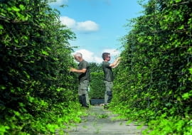 Prace przy formowaniu żywopłotów - strzyżenie prowadzone latami sprawia, że ściany są gęste.