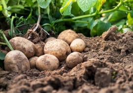 Ziemniaki uprawa