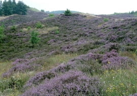 Jeśli wytniemy w lesie bukiecik wrzosów, nie popełnimy przestępstwa. Ale wycięcie kilku krzewów może zostać uznane za zniszczenie mienia państwowego.