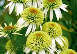 Jeżówka purpurowa - Echinacea purpurea 'Alba'