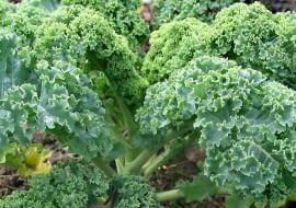 Jarmuż ma dekoracyjne liście i man mnóstwo witamin.