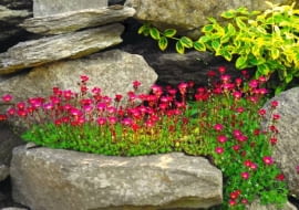 Skalnica Arendsa 'Blutenteppich'. Rośliny na skalniaki