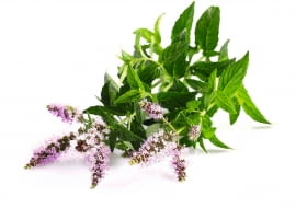 Kwiaty mięty (tytaj mięty pieprzowej) tworzą wierzchołkowe kłosy lub skupione są piętrowo w okółkach pomiędzy parami liści.