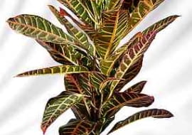 19.03.2003 KROTON FOT. MICHAL MUTOR / AGENCJA GAZETA