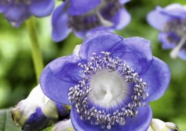 01A95P8U - Deinanthe caerulea