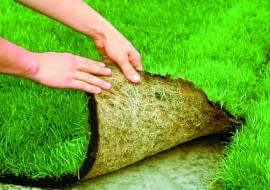 Korzenie darni na folii tworzą gęstą masę. Dzięki temu łatwo je oddzielić bez uszkodzenia od nieprzepuszczalnego podłoża.