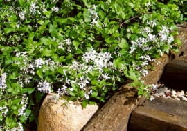 OGROD - POWOJNIK CLEMATIS JOUINIANA PRACECOX FOT. JERZY ROMANOWSKI PUBLIKACJA LADNY DOM NR 4 (66) - 4.2004