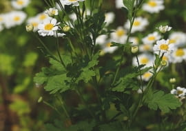 ZŁOCIEŃ MARUNA przez całe lato tworzy biało-żółte kwiatostany - koszyczki.