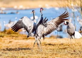 Taniec godowy żurawi można zaobserwować nie tylko w okresie lęgowym - ptaki wykonują go nawet podczas wędrówek.