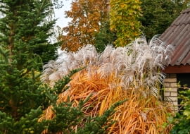 Miscanthus sinensis 'Memory'