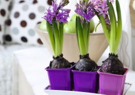 GDY KWIATY ZASCHNĄ, pozostawmy liście, by w cebuli mogły się gromadzić substancje zapasowe.