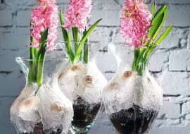 Wiosenna kompozycja w szklanym naczyniu z hiacyntami