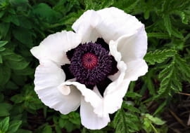 Papaver orientale White, 2015, Oriental Poppy, puh-PAY-vur ore-ee-un -TAY-lee, 15x15in Perennial, Z3-7, white, Bloom Month 5c, In Bed G2 for 18.1 yearsPapaveraceae family. Not sure where this is from or when I planted it. Probably from seed.'