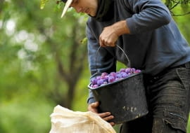 Jesień to czas zbiorów