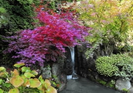 UWAGA ! PUBLIKACJA WYLACZNIE PO UZYSKANIU ZGODY REDAKCJI OGRODOW JESIEN , OGROD PRYWATNY W STYLU JAPONSKIM ; WLASCICIEL - EDWARD MAJCHER NZ DRZEWO - KLON , OCZKO WODNE , WODOSPAD FOT. LILIANNA SOKOLOWSKA PUBLIKACJA OGRODY NR 11 (151) - 11 2011 SLOWA KLUCZOWE: OGROD PRZYRODA DRZEWA JESIEN WODA ROSLINA XNO ZDJĘCIE DO WKŁADKI: PUBLIKACJA OGRODY NR 11 (151) - CZASOPISMA