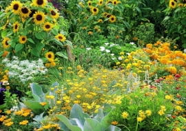 Sommerblumenbeet mit einjhrigen Sommerblumen (helianthus annuus) wie Sonnenblumen und Studentenblumen (tagetes) in Gelbtnen.
