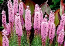 Liatra kłosowa, Liatris spicata