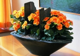 Begonia zimowa (Begonia elatior). Kwiaty doniczkowe kwitnące zimą