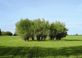 18.05.2003 TUCHOLA DRZEWA LISCIASTE WIERZBA IWA SALIX CAPREA KEPA DRZEW ROSNACA WOKOL STAWU FOT PAWEL SLOMCZYNSKI / AGENCJA GAZETA PUBLIKACJA OGRODY NR 3 (83) - 3.2006 SLOWA KLUCZOWE: DRZEWA ZDJĘCIE DO WKŁADKI: PUBLIKACJA OGRODY NR 3 (83) - CZASOPISMA