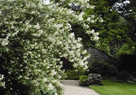 01A94X1F - Philadelphus Lemoinei