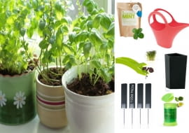 Zioła z własnej uprawy