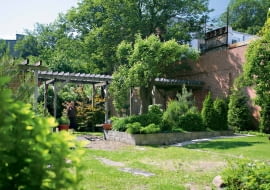 Spojrzenie w głąb ogrodu - ponad pergolą króluje wielki stary klon, a w historyczny bruk powrastał karmnik ościsty (Sagina subulata).