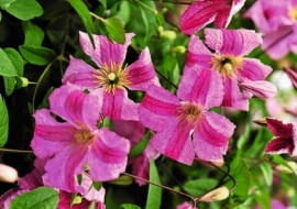 Powojnik 'Krakowiak'