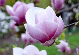 Magnolia Soulangeana 'Lennei'
