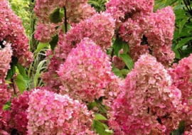 Odmiana VANILLE FRAISE została wprowadzona przez Jeana Renault i wprowadzona do handlu przez Pepinieres Renaulta w Grron (Francja) w 2005 r.