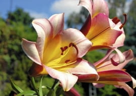 Trompeten Lilien, Trumpet Lilies, Lilie trąbkowe Colour: pink , różowy SLOWA KLUCZOWE: Trompeten Lilien, Trumpet Lilies, Lilie trąbkowe Lilium Pink Perfection