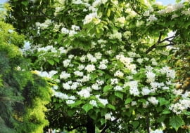 Catalpa bignonioides SLOWA KLUCZOWE: Catalpa bignonioides trees deciduous large leaves bell-shaped flowers late summer long slender capsule seeds