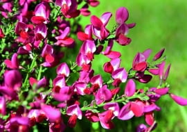 Żarnowiec 'Boskoop Ruby' kwitnie w kwietniu i w maju. Jest jednak tylko częściowo odporny.