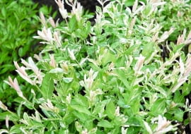 SLOWA KLUCZOWE: liście